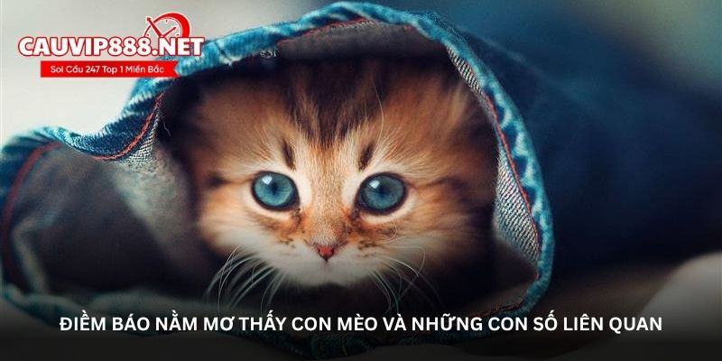 Điềm báo nằm mơ thấy con mèo và những con số liên quan