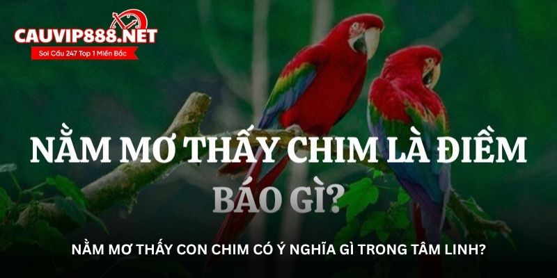 Nằm mơ thấy con chim có ý nghĩa gì trong tâm linh?