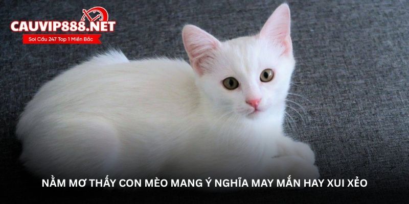 Nằm mơ thấy con mèo mang ý nghĩa may mắn hay xui xẻo