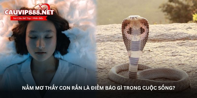 Nằm mơ thấy con rắn là điềm báo gì trong cuộc sống?