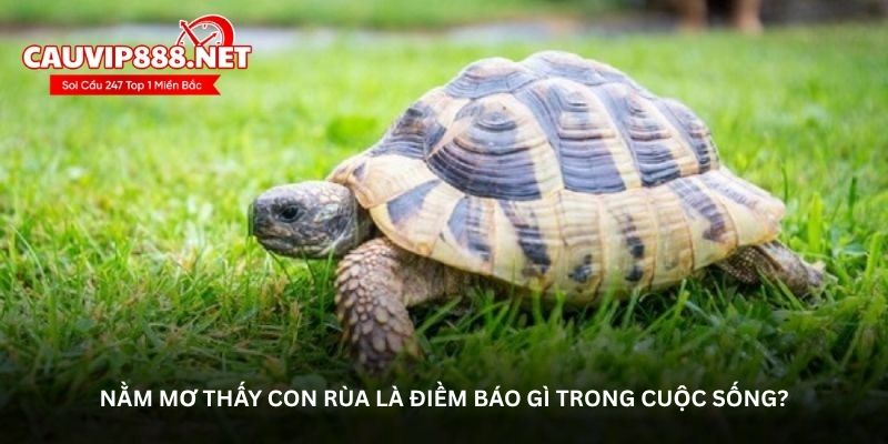 Nằm mơ thấy con rùa là điềm báo gì trong cuộc sống?