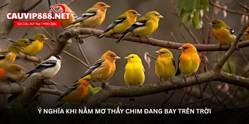 Ý nghĩa khi nằm mơ thấy chim đang bay trên trời