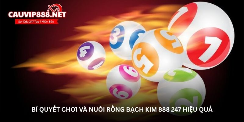 Bí quyết chơi và nuôi Rồng bạch kim 888 247 hiệu quả