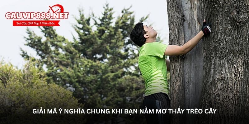 Giải mã ý nghĩa chung khi bạn nằm mơ thấy trèo cây