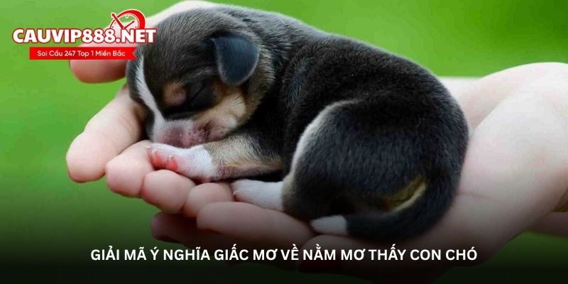 Giải mã ý nghĩa giấc mơ về nằm mơ thấy con chó