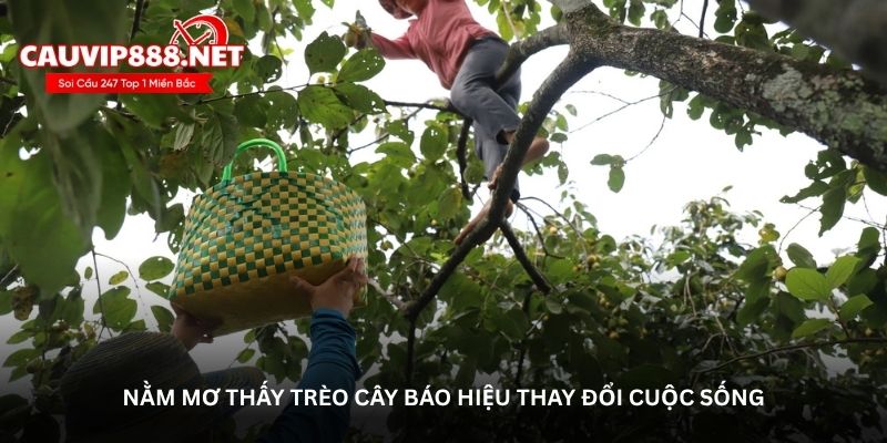 Nằm mơ thấy trèo cây báo hiệu thay đổi cuộc sống