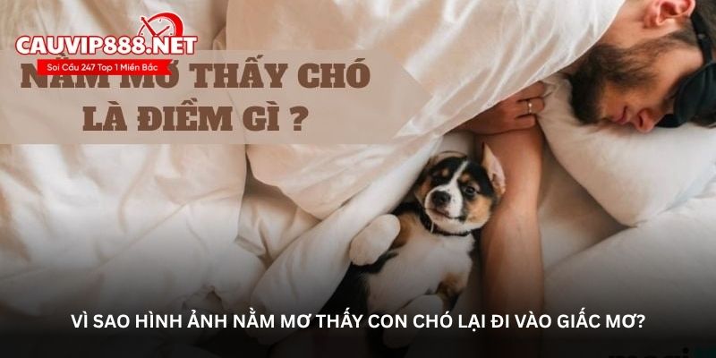 Vì sao hình ảnh nằm mơ thấy con chó lại đi vào giấc mơ?