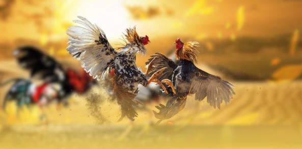 Tại sao số lượng gà chọi lại quan trọng?