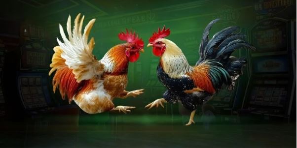 Tạo Môi Trường Sống Lành Mạnh Cho Gà Đá Khôn