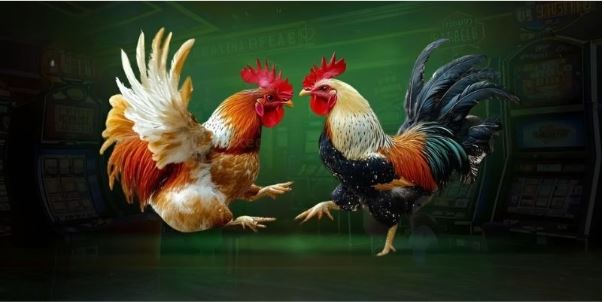 Vai Trò Của Đá Gà Trong Văn Hóa Việt Nam